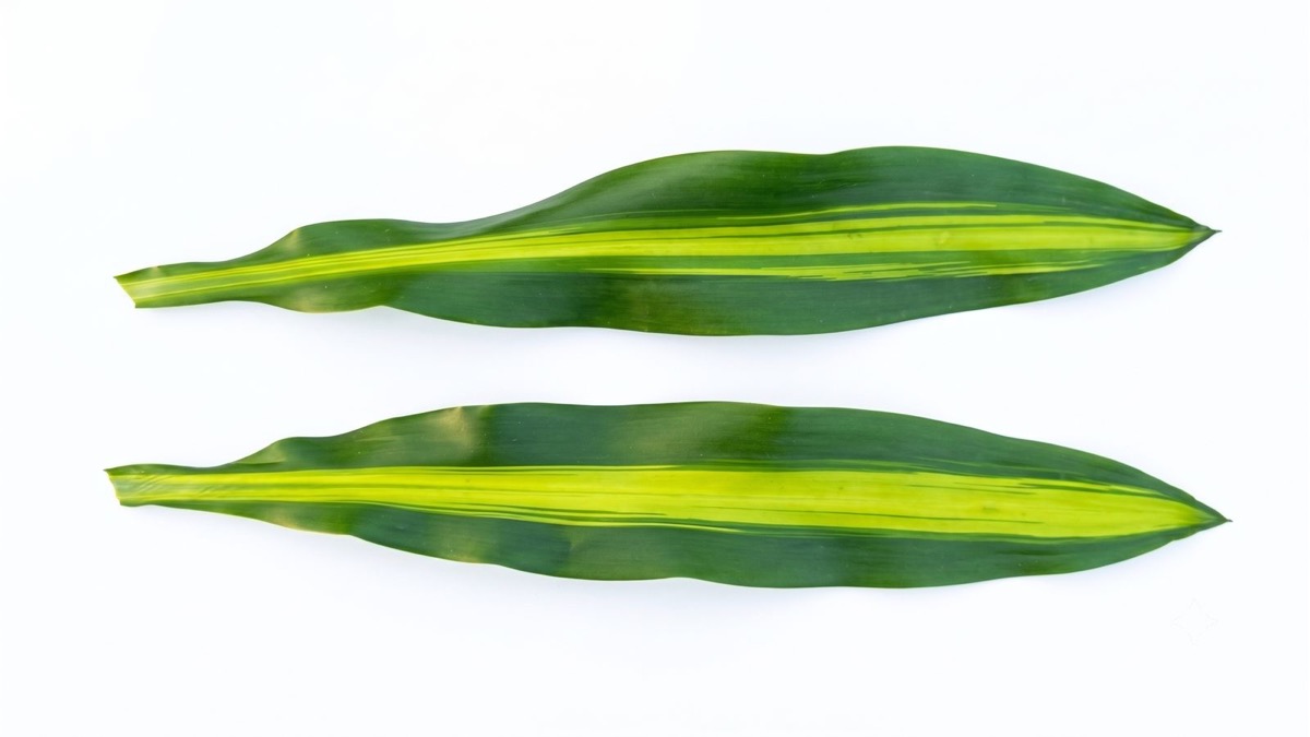 Messengiana foliage